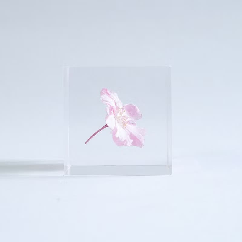 Sola cube 八重紅枝垂櫻花立方塊_智慧、優雅