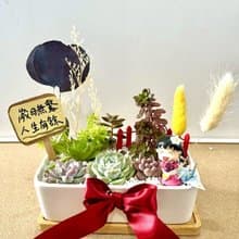 櫻桃小丸子ちびまる子ちゃん 日式 多肉組盆 多肉植物 洋裝小丸子