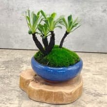 迷你盆栽陶盆烏芙蓉