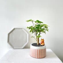 福祿桐•粉橘線條圓胖水泥盆栽