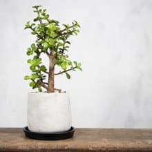 【室內盆栽】銀杏木盆栽 小型盆栽  觀葉植物 發財樹 植栽 幸運樹