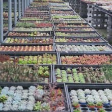 【荳荳多肉】【多肉1吋隨機出貨5顆】喬遷│送禮│多肉植物