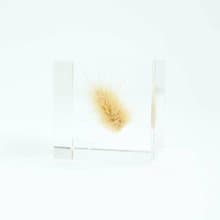 Sola cube 兔尾草立方塊_堅強而柔軟