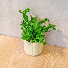 鹿角山蘇 莫蘭迪色系直紋陶盆 室內植物 觀葉植物 禮物 盆栽 交換