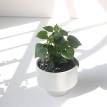 植栽 盆栽 l 心葉椒草 啞光燭台陶器  滿滿心型葉片 室內植物