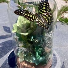 蝴蝶標本玻璃盅-綠色鳳凰/情人節/乾燥花/生態瓶/粉蝶/七夕情人節