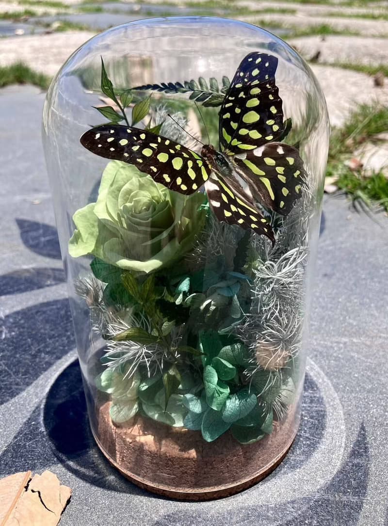 蝴蝶標本玻璃盅-綠色鳳凰/情人節/乾燥花/生態瓶/粉蝶/七夕情人節