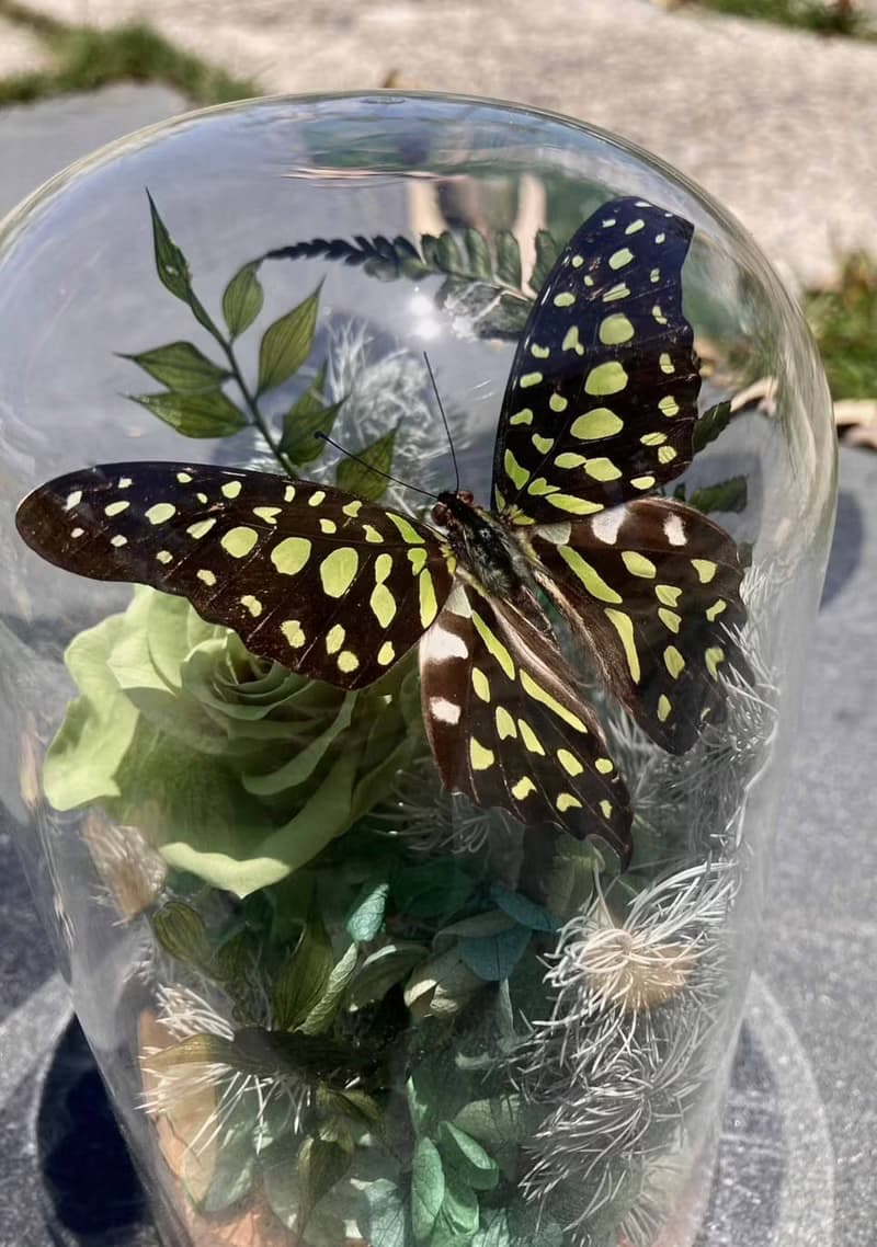蝴蝶標本玻璃盅-綠色鳳凰/情人節/乾燥花/生態瓶/粉蝶/七夕情人節