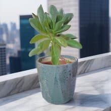 居家/店面擺設首選 白水木盆栽 開幕送禮 簡約植物 室內外