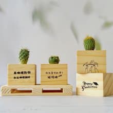 【畢業禮物】小松木多肉盆栽 多肉植物 迷你盆栽