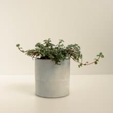 灰綠冷水花│泥作系列│福所栽