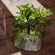 龜背葉 石砵小盆栽