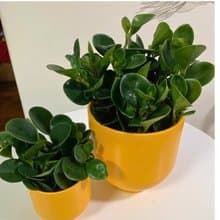 水培植栽│ 大小盆圓葉椒草_招財納福 圓葉金錢樹 室內植物
