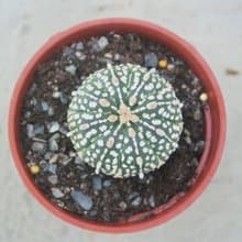 【荳荳多肉】【超兜】喬遷│送禮│升遷│多肉植物