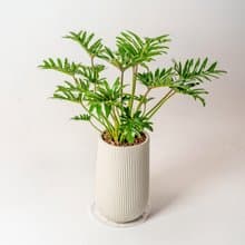 秀船蔓綠絨 直條紋湛白高盆 落地盆栽禮 北歐極簡 植栽 辦公室