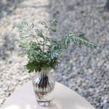 水培植栽│銀脈鳳尾蕨_室內植物 辦公室盆栽  店內擺設