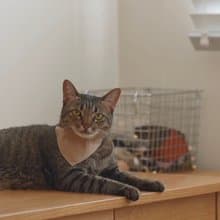 簡約手工定制貓項圈 Khaki Brown Bandana Breakaway Cat Collar