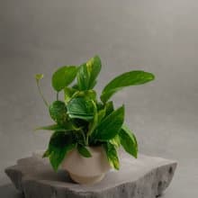 好照顧綠葉植物 【黃金葛】浴室客廳室內盆栽 送禮自用空氣清淨
