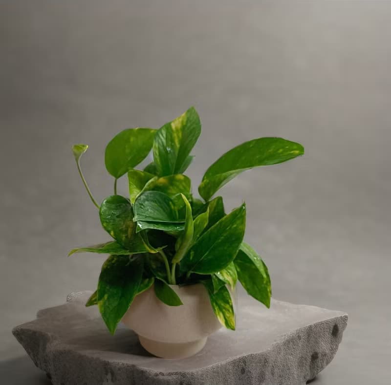 好照顧綠葉植物 【黃金葛】浴室客廳室內盆栽 送禮自用空氣清淨