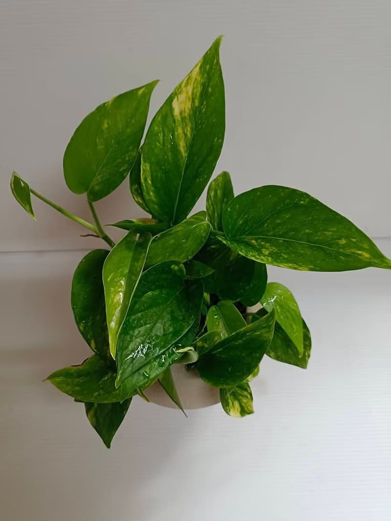 好照顧綠葉植物 【黃金葛】浴室客廳室內盆栽 送禮自用空氣清淨