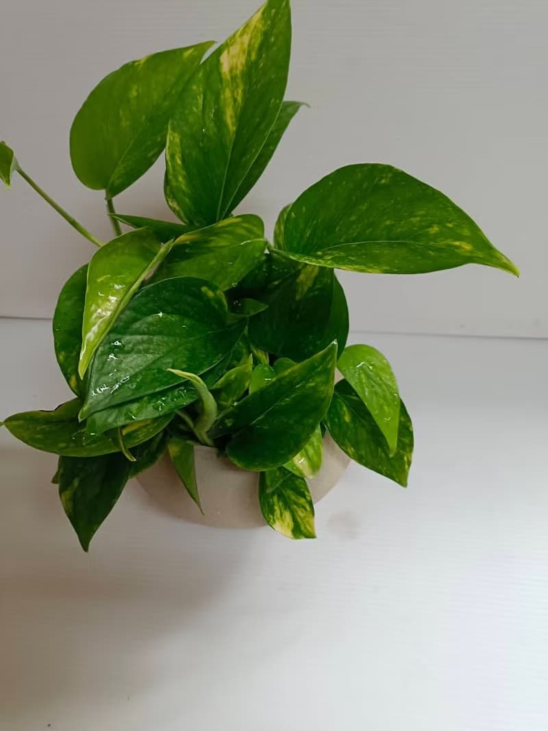 好照顧綠葉植物 【黃金葛】浴室客廳室內盆栽 送禮自用空氣清淨