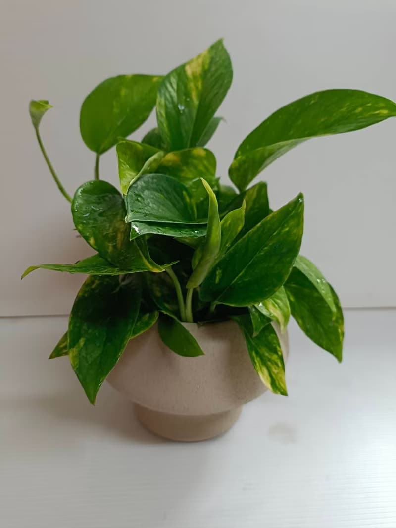 好照顧綠葉植物 【黃金葛】浴室客廳室內盆栽 送禮自用空氣清淨