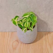 水竹 桌上型水泥盆栽 觀葉植物 禮物 盆栽 交換禮物 植物