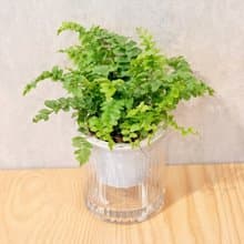 澎澎蕨 免澆水盆栽 室內植物 觀葉植物  禮物 辦公室小物