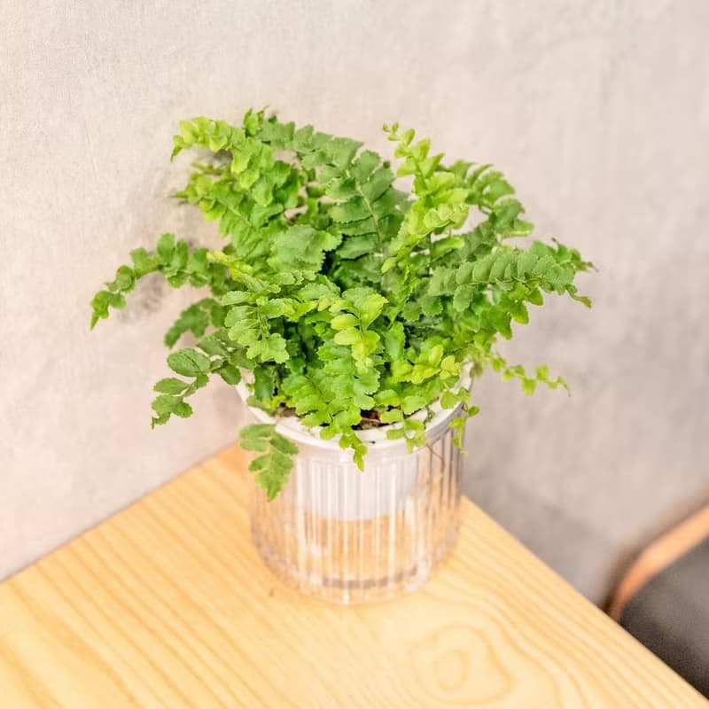 澎澎蕨 免澆水盆栽 室內植物 觀葉植物  禮物 辦公室小物