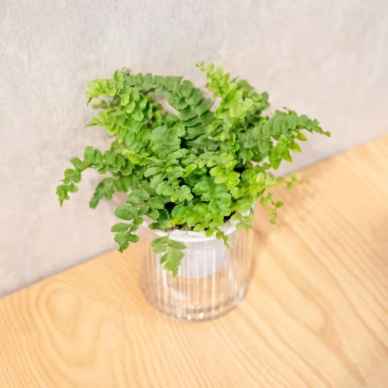 澎澎蕨 免澆水盆栽 室內植物 觀葉植物  禮物 辦公室小物