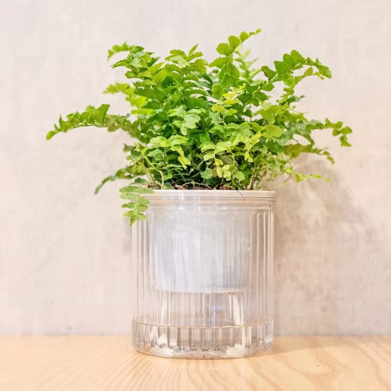 澎澎蕨 免澆水盆栽 室內植物 觀葉植物  禮物 辦公室小物