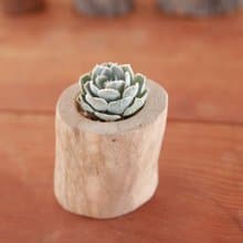 【台灣樟木】多肉植物 原木花盆1-吋-去皮-無上油