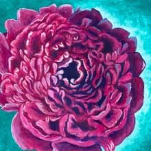 Royal peony, peony face. Gouache.
