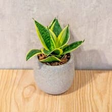 虎尾蘭 桌上型水泥盆栽 觀葉植物 禮物 盆栽 交換禮物 辦公室小物