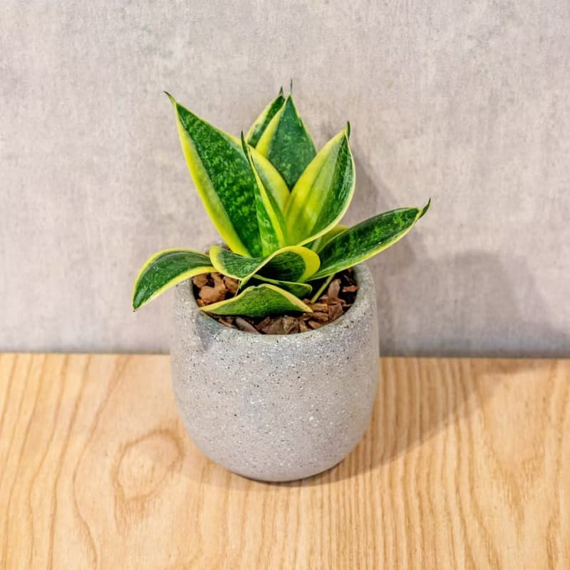 虎尾蘭 桌上型水泥盆栽 觀葉植物 禮物 盆栽 交換禮物 辦公室小物