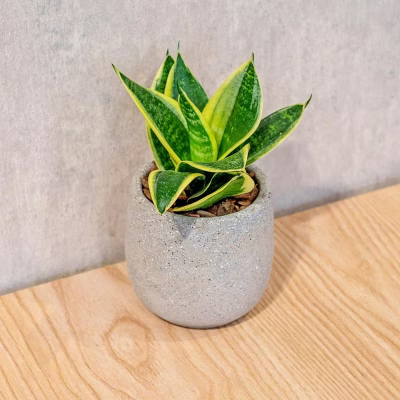 虎尾蘭 桌上型水泥盆栽 觀葉植物 禮物 盆栽 交換禮物 辦公室小物