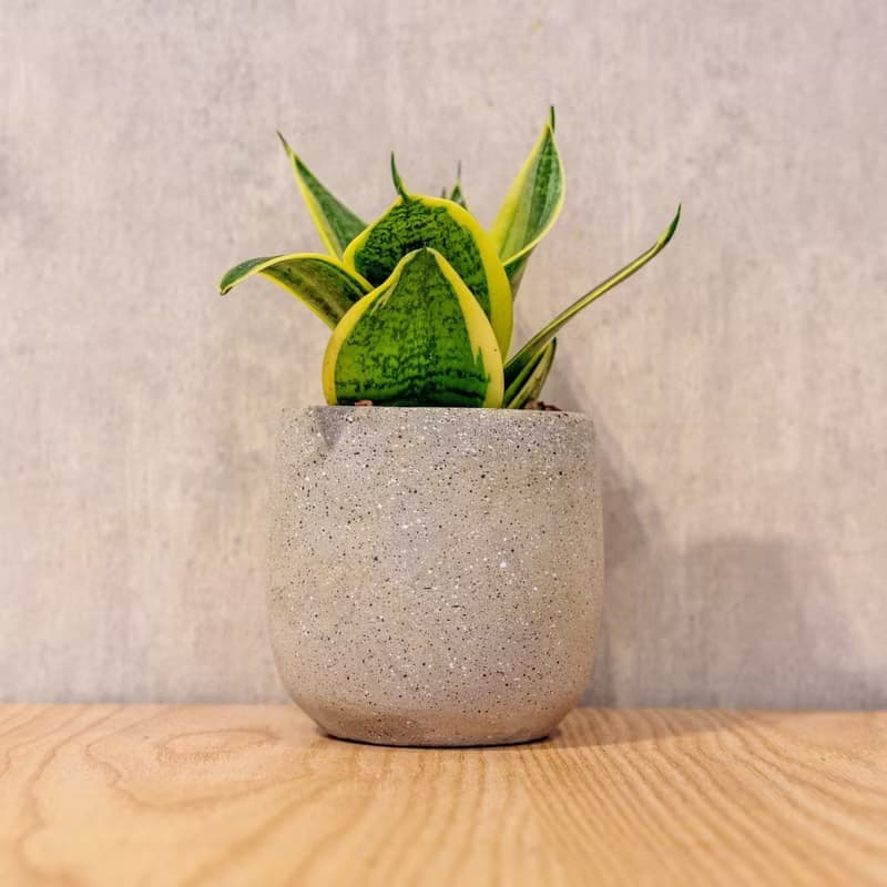 虎尾蘭 桌上型水泥盆栽 觀葉植物 禮物 盆栽 交換禮物 辦公室小物