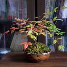 南天竹 l  中品苔盆 室內植栽 禮物 長輩送禮