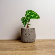 黑水晶花燭懶人盆栽加圓點灰小水泥盆 套盆 開幕盆栽推薦 桌上盆