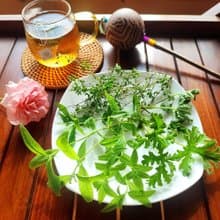 檸檬馬鞭花茶包-農園4種香草-檸檬馬鞭+玫瑰天竺葵+馬鬱蘭+胡椒薄