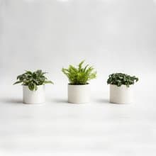 季節觀葉植物桌上盆組