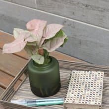 水培植栽 l 粉紅佳人_室內植物 辦公室盆栽 店內擺件 送禮