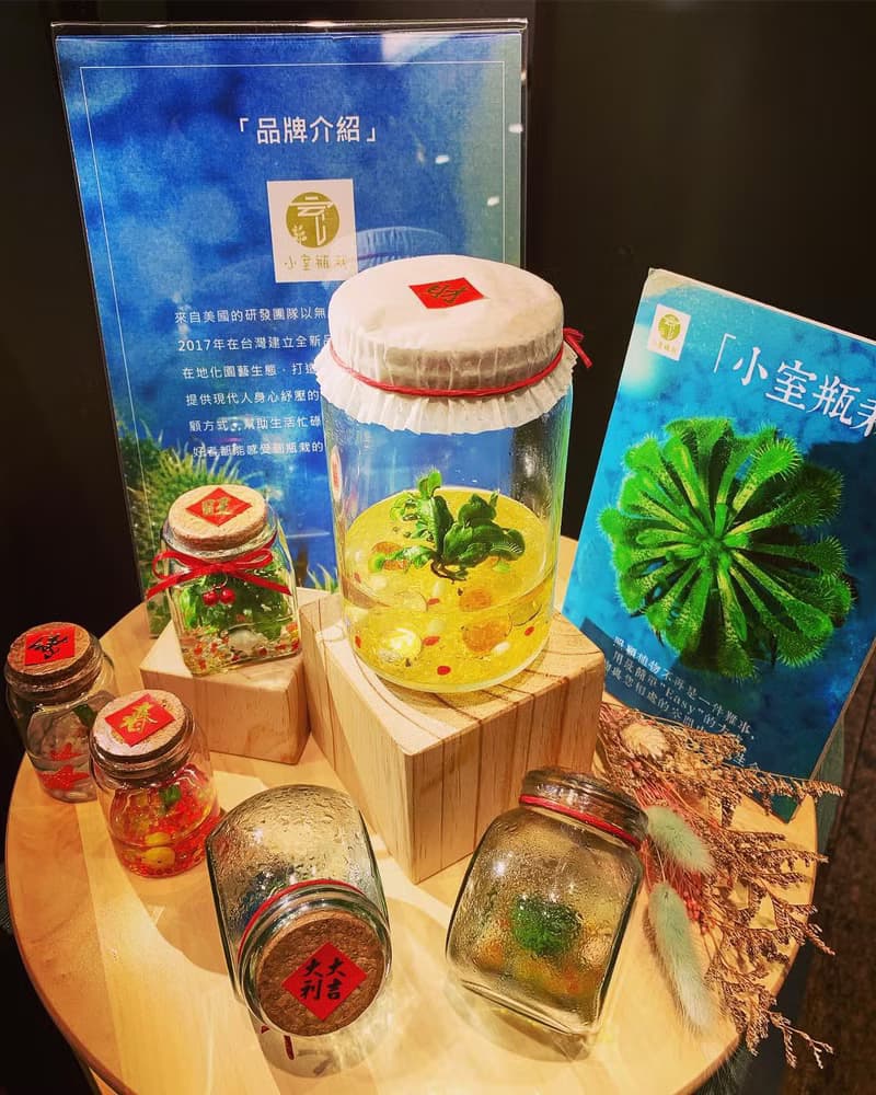 【財源滾滾】食蟲植物【捕蠅草】辦公室招財植物