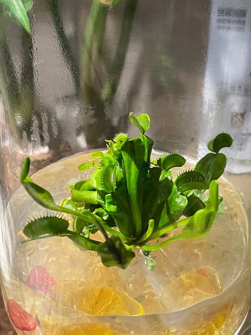 【財源滾滾】食蟲植物【捕蠅草】辦公室招財植物
