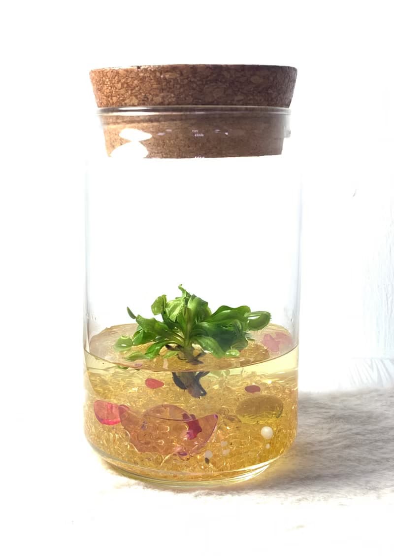 【財源滾滾】食蟲植物【捕蠅草】辦公室招財植物