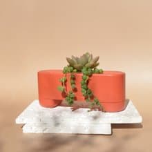 【有栽盆一入組-楓紅】Fornice楓來詩