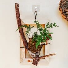 【樹枝上的兔腳蕨苔球】 質感畫框/ 室內植物