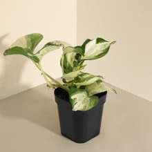 白泉黃金葛 Epipremnum aureum 'Manjula'