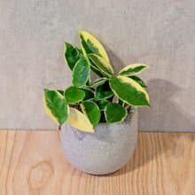 斑葉毬蘭 桌上型水泥盆栽 觀葉植物 禮物 盆栽 交換禮物 植物