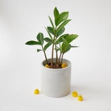 金錢樹 | 升遷盆栽 開幕送禮 觀葉植物 室內植物